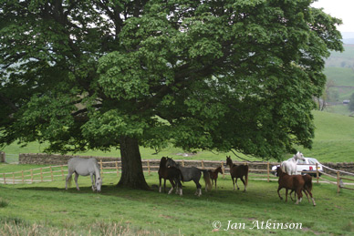 herd under sycamore tree